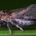 Kosswigianella exigua  Heide-Spornzikade Wm1 2