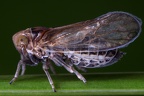 Kosswigianella exigua  Heide-Spornzikade Wm1 2