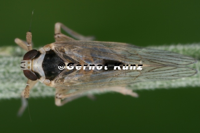 Laodelphax_striatella__Wander-Spornzikade_M11_2.jpg