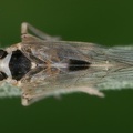 Laodelphax striatella  Wander-Spornzikade M11 2