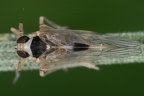 Laodelphax striatella  Wander-Spornzikade M11 2