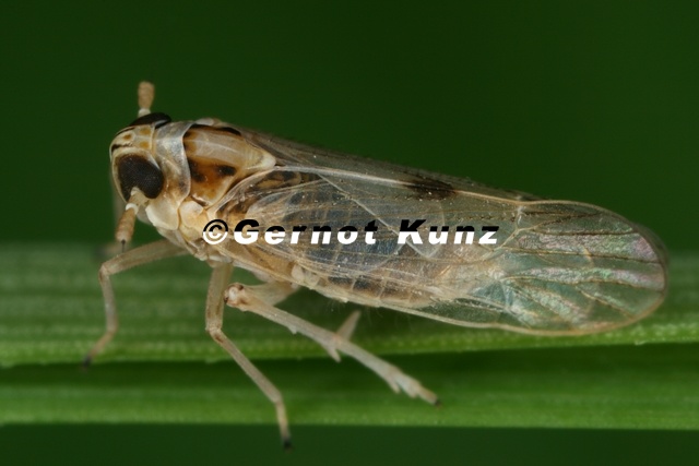 Laodelphax_striatella__Wander-Spornzikade_W28_2.jpg