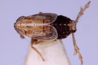 Megadelphax haglundi  Karst Spornzikade M2 2
