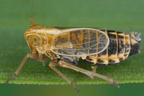 Megadelphax sordidula  Hafer-Spornzikade M1