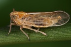 Megadelphax sordidula  Hafer-Spornzikade W3 2