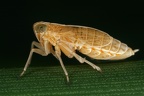 Megadelphax sordidula  Hafer-Spornzikade Wb4 2 cf