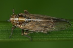 Megadelphax sordidula  Hafer-Spornzikade  Mm3 2
