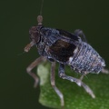 Megamelodes quadrimaculatus  Quell-Spornzikade M1 2v