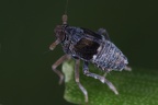 Megamelodes quadrimaculatus  Quell-Spornzikade M1 2v