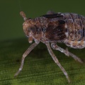 Megamelodes quadrimaculatus  Quell-Spornzikade W1 2v