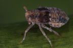 Megamelodes quadrimaculatus  Quell-Spornzikade W1 2v