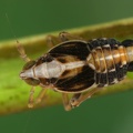 Megamelus notula  Gemeine Seggen-Spornzikade M10 1