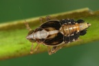 Megamelus notula  Gemeine Seggen-Spornzikade M10 1