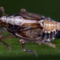 Megamelus notula  Gemeine Seggen-Spornzikade M6 2