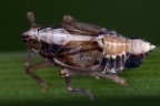 Megamelus notula  Gemeine Seggen-Spornzikade M6 2
