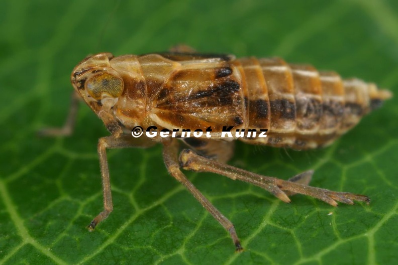 Megamelus_notula__Gemeine_Seggen-Spornzikade_W1_1.jpg