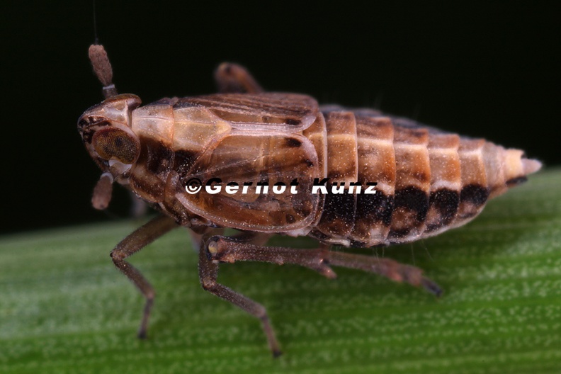 Megamelus_notula__Gemeine_Seggen-Spornzikade_W6_2.jpg