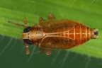 Muellerianella brevipennis  Schmielen-Spornzikade M17 1
