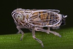 Nothodelphax albocarinata  Schlenken Spornzikade M2 2