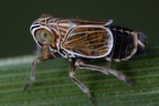 Nothodelphax distincta  Hochmoor Spornzikade M1 2