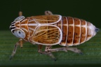 Nothodelphax distincta  Hochmoor Spornzikade W1 2