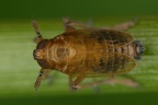 Paradelphacodes paludosa  Sumpf-Spornzikade M7 1
