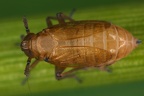 Paradelphacodes paludosa  Sumpf-Spornzikade W1 1