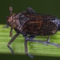 Paraliburnia adela  Glanzgras-Spornzikade M1 2