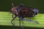 Paraliburnia adela  Glanzgras-Spornzikade M1 2