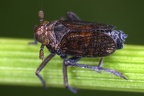 Paraliburnia adela  Glanzgras Spornzikade M1 2