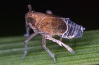 Paraliburnia clypealis  Braune Spornzikade M1 2