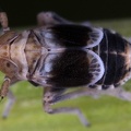 Pseudodelphacodes flaviceps  Kiesbank Spornzikade M1 2