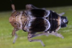Pseudodelphacodes flaviceps  Kiesbank Spornzikade M1 2