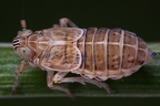 Pseudodelphacodes flaviceps  Kiesbank Spornzikade W1 2
