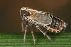 Ribautodelphax albostriata  Rispen-Spornzikade M1 2