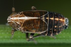 Ribautodelphax albostriata  Rispen-Spornzikade M2 2cf