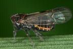 Ribautodelphax albostriata  Rispen-Spornzikade Mm5 2