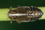 Ribautodelphax albostriata  Rispen-Spornzikade W10 2