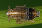 Ribautodelphax angulosa  Ruchgras-Spornzikade M2 2