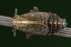 Ribautodelphax imitans  Rohrschwingel-Spornzikade M1 2