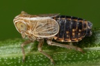 Ribautodelphax pallens  Alpenspornzikade M4 2
