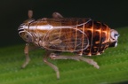 Ribautodelphax pungens  Zwenken-Spornzikade M1 2