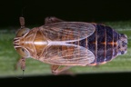 Ribautodelphax vinealis  Sand Spornzikade M1 2