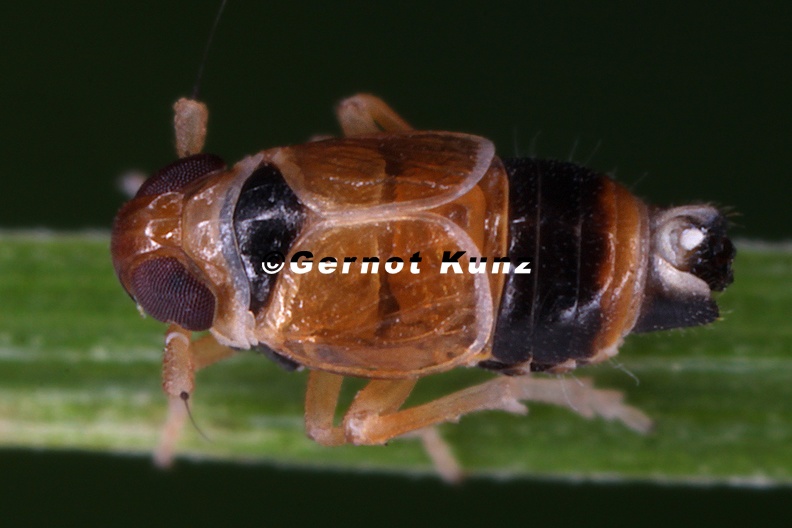 Scottianella_dalei__Atlantische_Spornzikade_M1_2.jpg