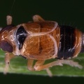 Scottianella dalei  Atlantische Spornzikade M1 2