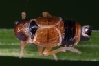 Scottianella dalei  Atlantische Spornzikade M1 2