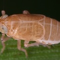 Scottianella dalei  Atlantische Spornzikade W1 2