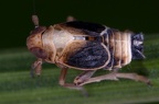 Struebingianella lugubrina  Schwaden-Spornzikade M2 2