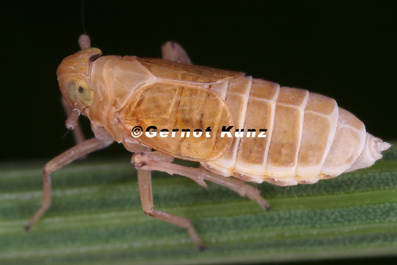 Struebingianella_lugubrina__Schwaden-Spornzikade_W1_2.jpg