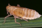 Struebingianella lugubrina  Schwaden-Spornzikade W1 2